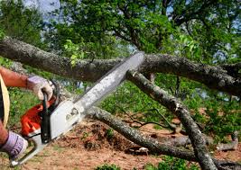 Best Hedge Trimming  in North Palm Beach, FL