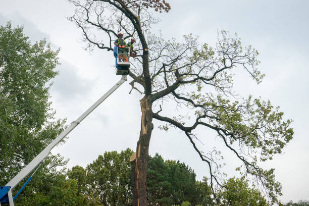 Best Seasonal Cleanup (Spring/Fall)  in North Palm Beach, FL